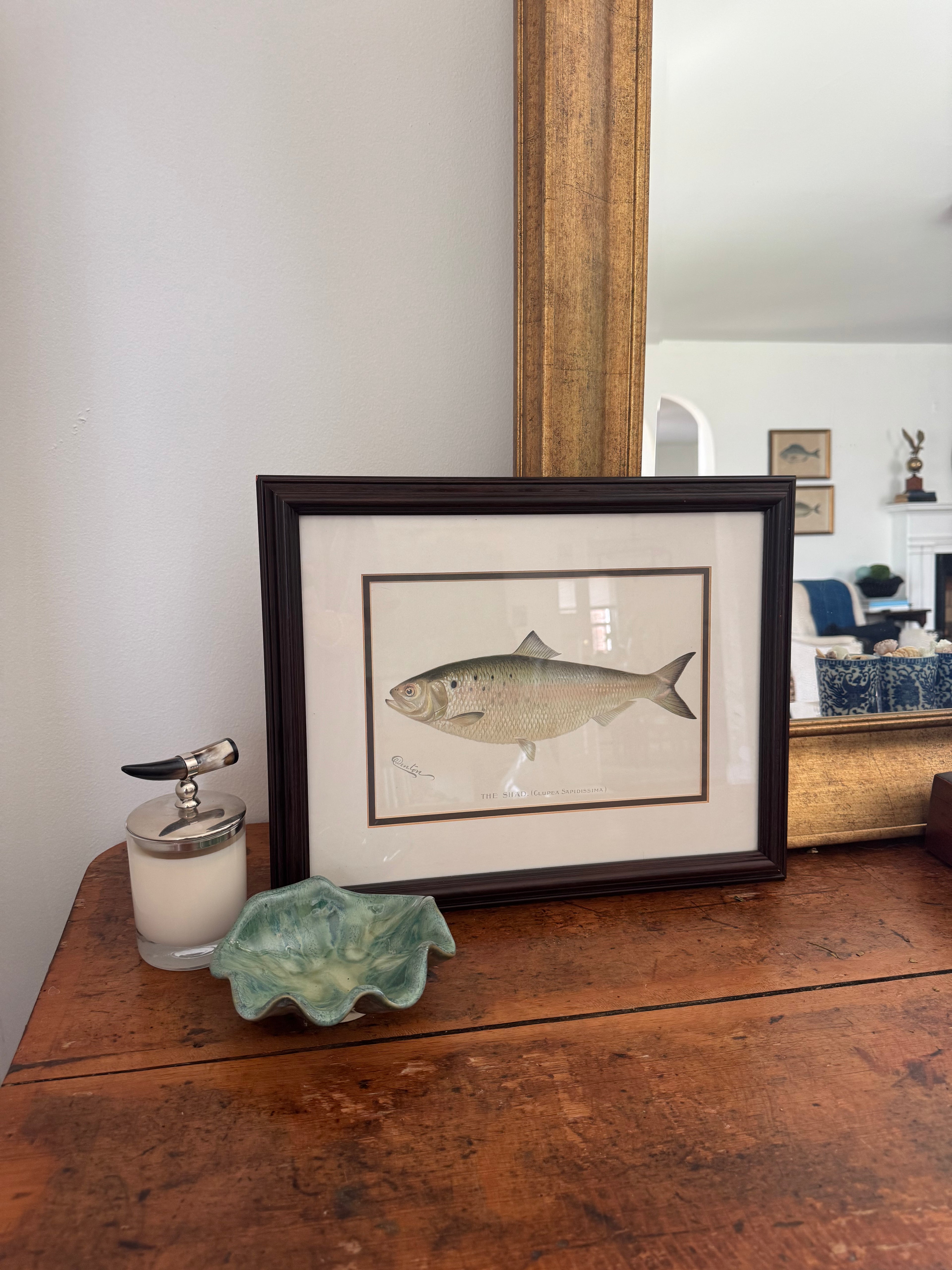 Shad Fish Print