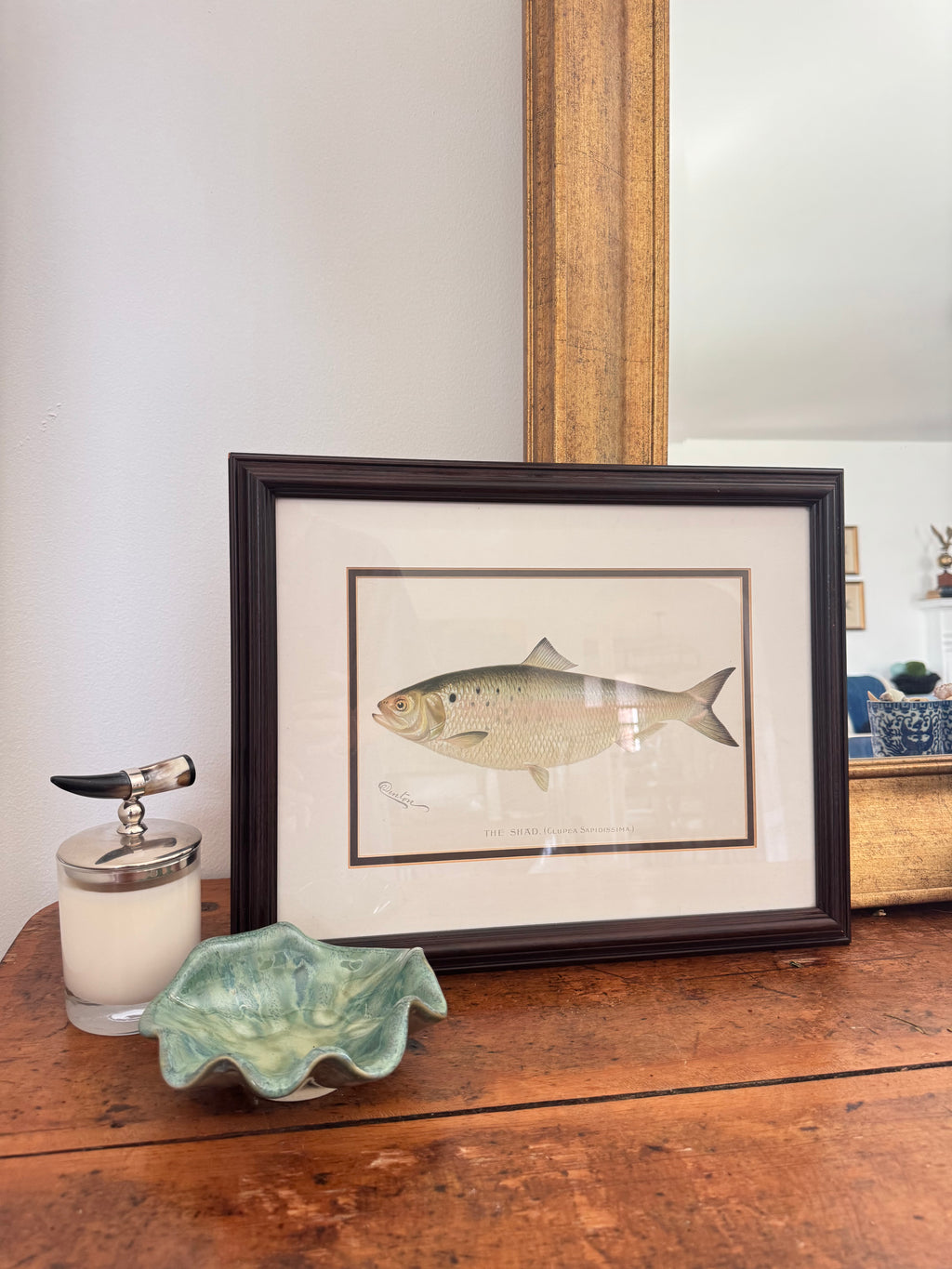 Shad Fish Print